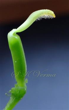  Pistil